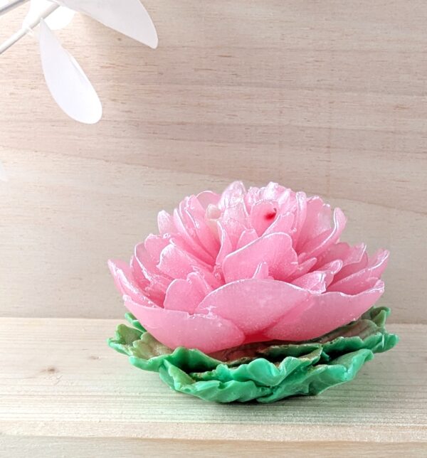 PXL_20260212_115334854 Pfingstrose mit Blättern