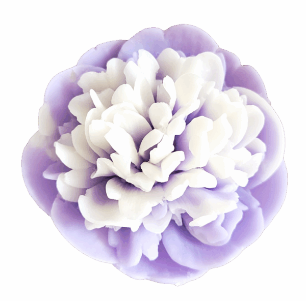 acetone-2026214-14828-502 Pfingstrose in Lila marmoriert